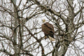The Stare Of The Eagle - Rapper - Poster | Canvas Wall Art Print