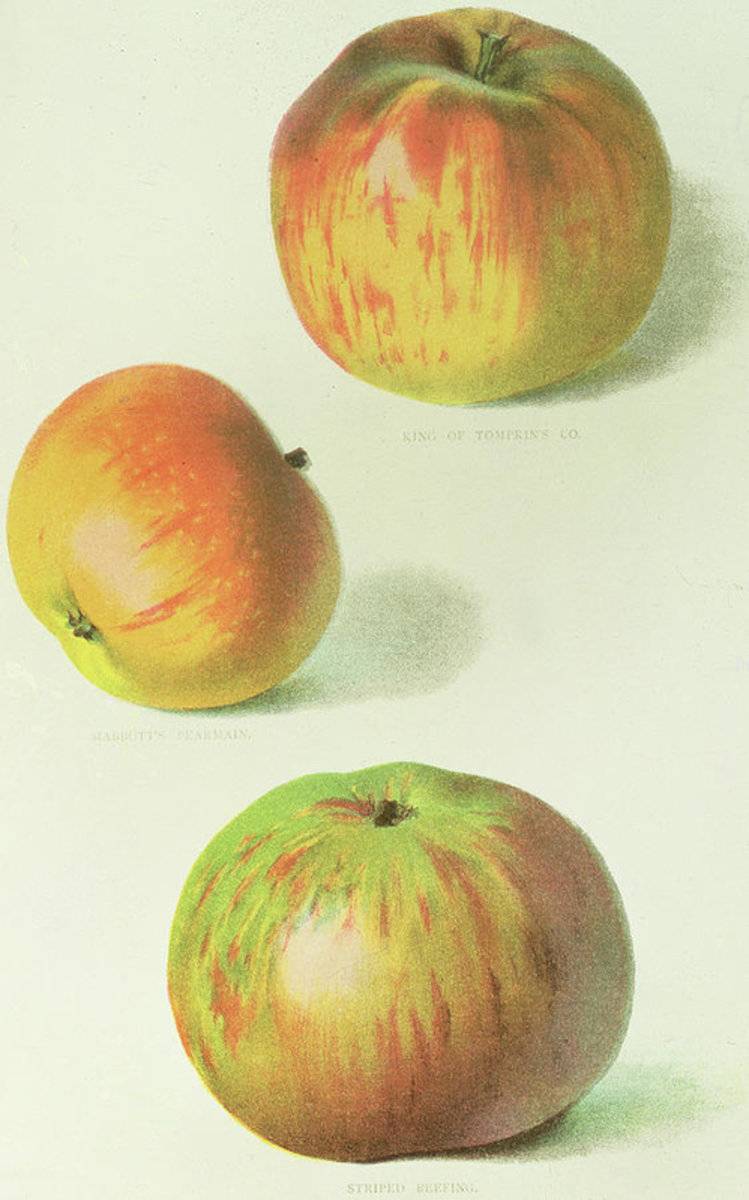 Three Apples - Poster | Canvas Wall Art Print