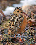 Timberdoodle The American Woodcock - Poster | Canvas Wall Art Print