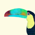 Toucan - Poster | Canvas Wall Art Print