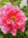 Tree Peony - Poster | Canvas Wall Art Print