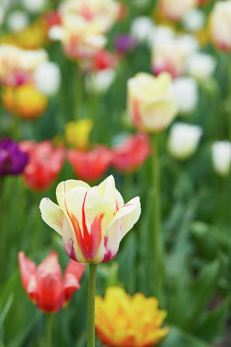 Tulip Bed - Poster | Canvas Wall Art Print