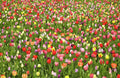 Tulip Field - Poster | Canvas Wall Art Print