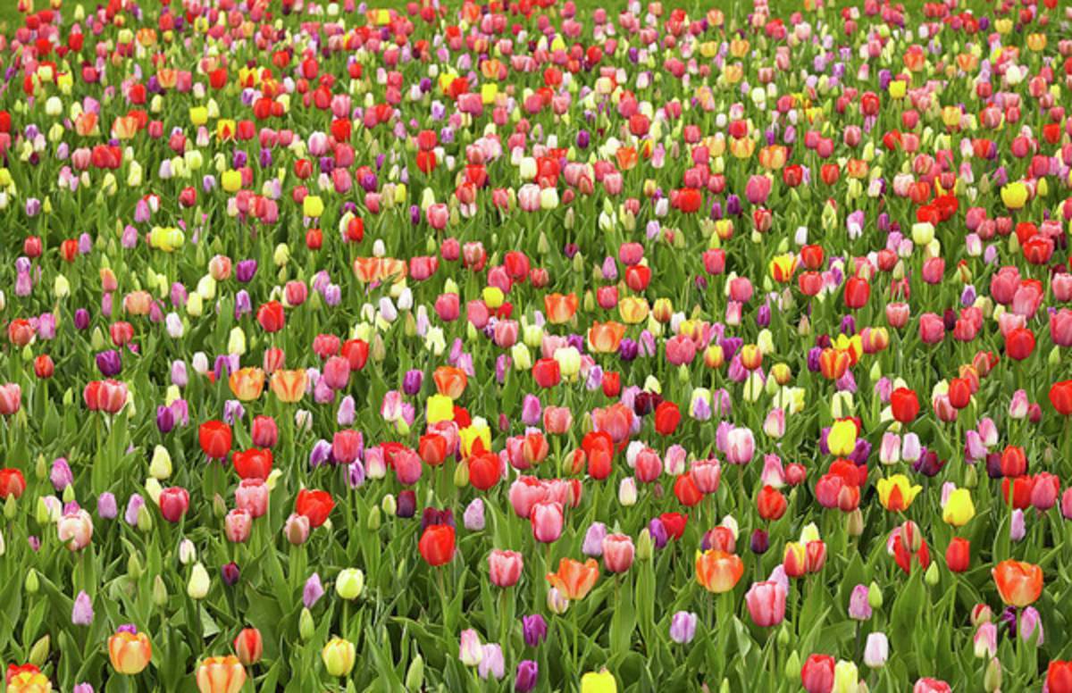 Tulip Field - Poster | Canvas Wall Art Print