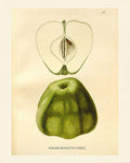 Vintage Apple - Poster | Canvas Wall Art Print