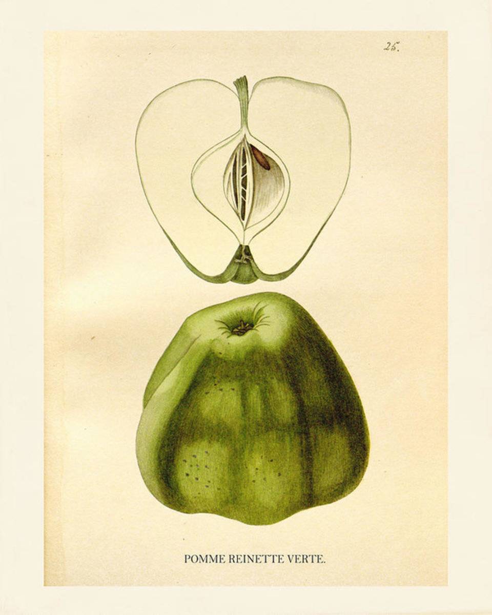 Vintage Apple - Poster | Canvas Wall Art Print