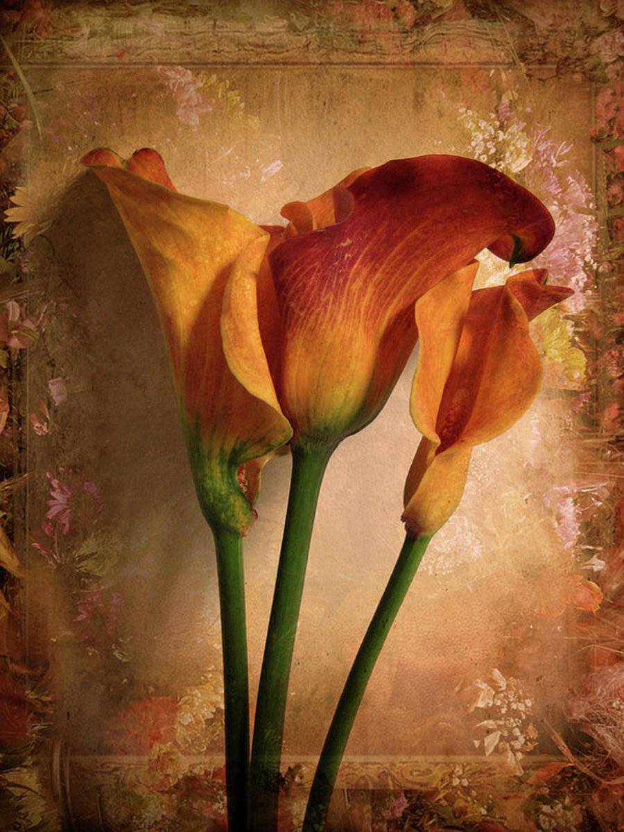 Vintage Calla Lily - Poster | Canvas Wall Art Print