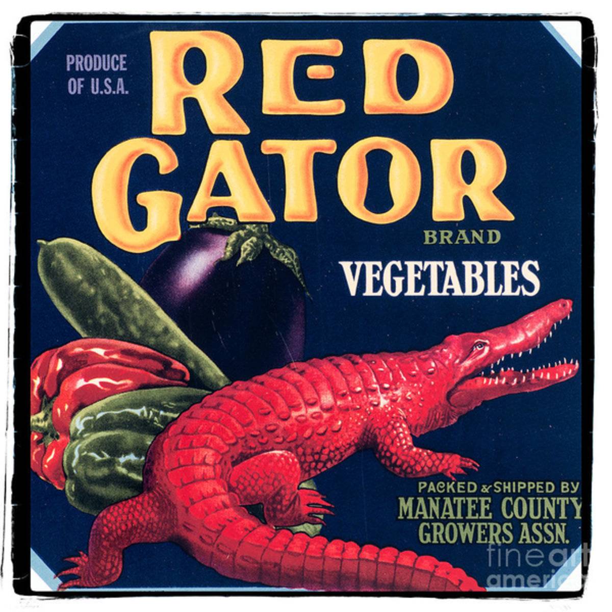 Vintage Florida Food Signs 6 - Red Gator Brand - Square - Poster | Canvas Wall Art Print
