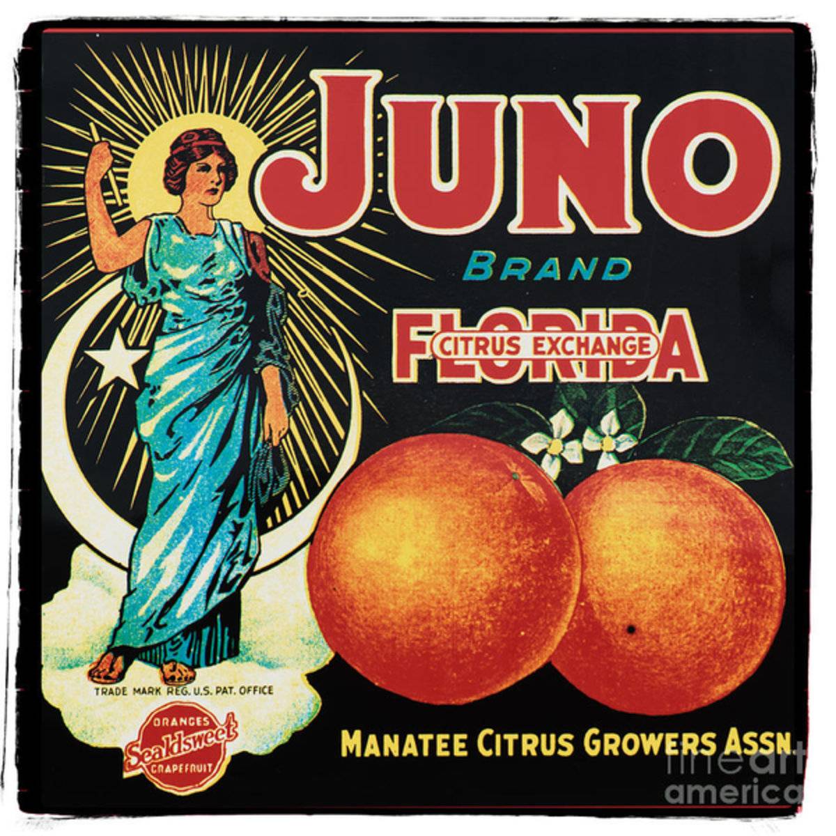 Vintage Florida Food Signs 1 - Juno Brand - Square - Poster | Canvas Wall Art Print
