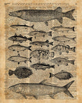 Vintage Illustration Of Fishes Over Old Book Page Dictionary Art Collage - Poster | Canvas Wall Art Print