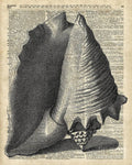 Vintage Shell Over Dictionary Book Page - Poster | Canvas Wall Art Print