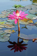 Water Lily - Poster | Canvas Wall Art Print