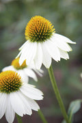White Coneflower - Poster | Canvas Wall Art Print