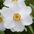 White Daffodil - Poster | Canvas Wall Art Print