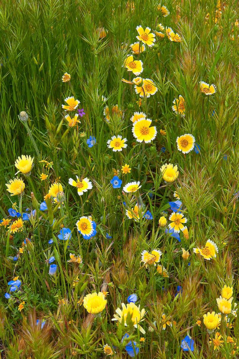 Wildflower Salad - Spring In Central California - Poster | Canvas Wall Art Print