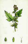 Xanthium Strumarium Common Bur-Marygold - Poster | Canvas Wall Art Print
