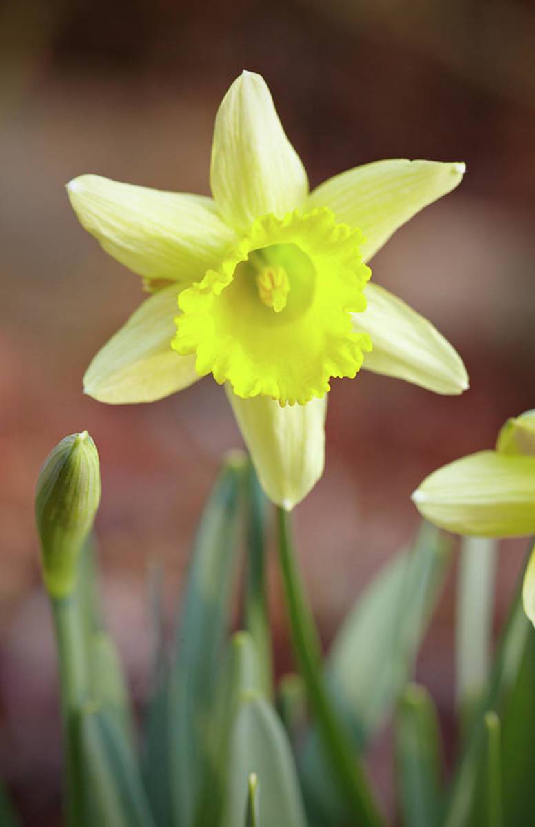 Yellow Daffodil - Poster | Canvas Wall Art Print