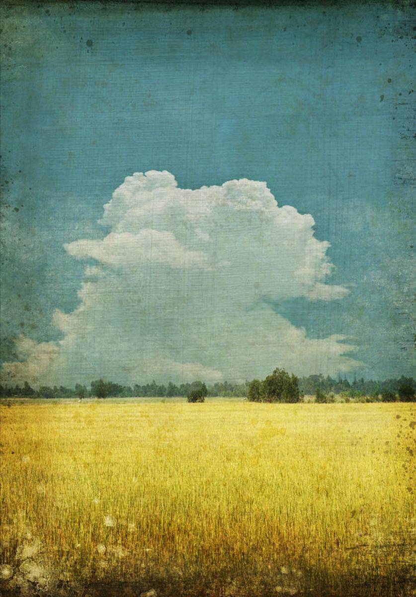 Yellow Field On Old Grunge Paper - Poster | Canvas Wall Art Print