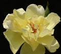 Yellow Rose And Bud - Poster | Canvas Wall Art Print