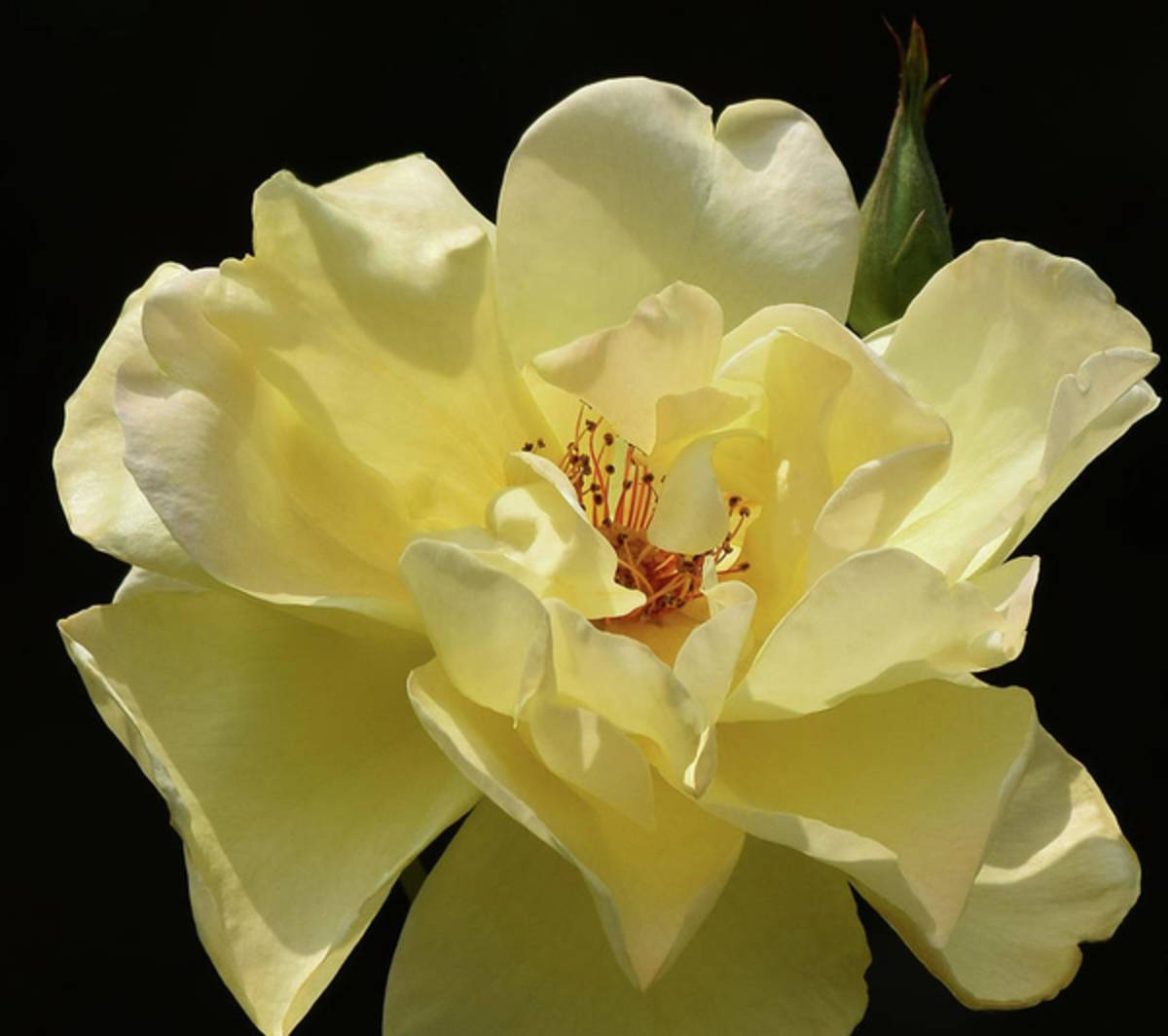 Yellow Rose And Bud - Poster | Canvas Wall Art Print